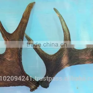 Dry Elk Antlers thumbnail-1