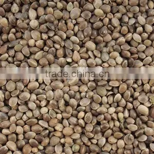 Hot Selling Wholesale Agricultural Hemp Seeds thumbnail-2