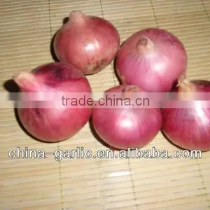 New Season!!! Fresh Red Onion Price thumbnail-1