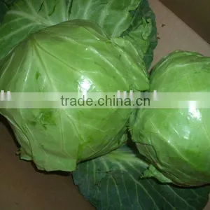 Good Quality Shouguang Fresh Green Cabbage thumbnail-1