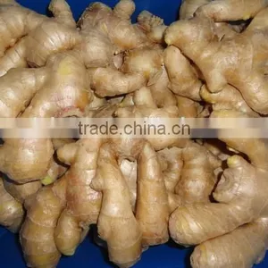 Yellow Color Fresh Ginger thumbnail-3
