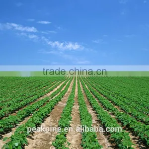 Food Type Functional Soy Protein Concentrate thumbnail-4