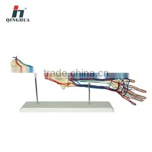 Human Upper Arm With Blood Vessels thumbnail-1