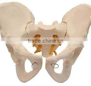 Model of Adult Female/Male Pelvis thumbnail-1