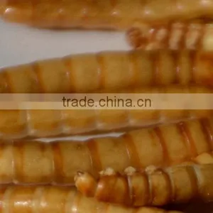 Freeze Dried Mealworm for Backyard Chicken thumbnail-5