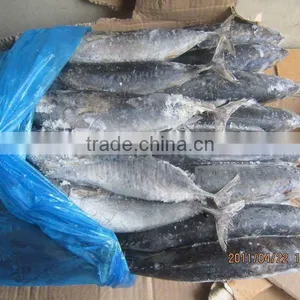 100-200 Land Frozen or Sea Frozen Bonito thumbnail-1