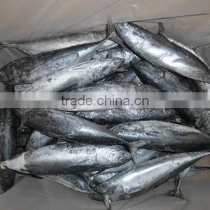 Frozen Bonito Tuna thumbnail-1