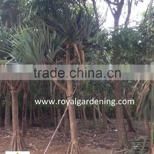 Pandanus Utilis High 4-5m Landscaping Tree thumbnail-5