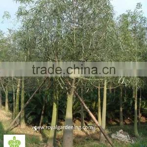 Brachychiton Populneus ( Bottle Tree ) Nursery thumbnail-1