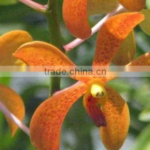 Fresh Cut Orchids, Mokara Orchids, Fresh Cut Stem thumbnail-1