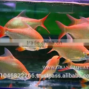 Albino Red Tail Tinfoil Barb Fish / Thailand Tropical Fish Exporter thumbnail-6