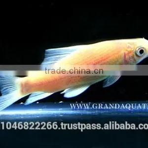 Black Shark Albino Fish Farm For Sale / Aquarium Fish Thailand thumbnail-6