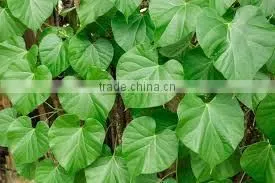 Tionospora Cordifolia thumbnail-2