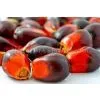 Palm Oil thumbnail-2