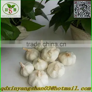 Pure White Garlic:There is no Best, Only Better! thumbnail-3