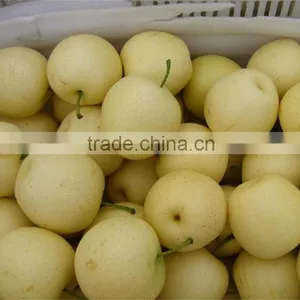 Popular 2015 Fresh Shandong Pear thumbnail-2