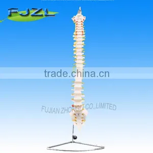 Human Skeleton Models/Spinal Column for Study thumbnail-1