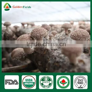Magic Mushrooms,Shiitake Mushroom Spawn,Polish Wild Dried Mushrooms thumbnail-5