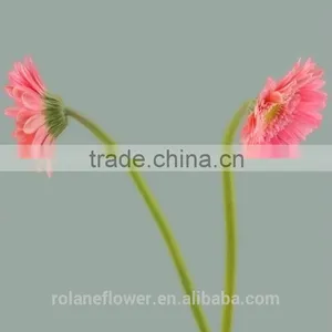 Hot Sell Fresh Cut Pink Gerbera - Egypt Mini Silk Gerbera Daisies With 20stems/bundle From Yunnan, China thumbnail-1