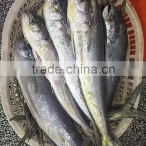 2016 Top Quality Mahi Mahi Fillets From China thumbnail-3