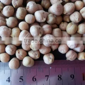 White Sorghum With Good Quality New Corp thumbnail-1