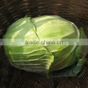 Round Cabbage/Flat Cabbage thumbnail-1