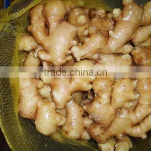 Fresh Ginger Crop 2010 thumbnail-1