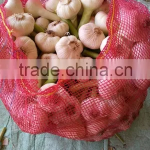 ALMOST GARLIC SIZES ARE AVAILABLE HERE thumbnail-5