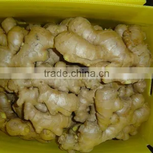 Chinese Organic Air Dried Ginger thumbnail-3