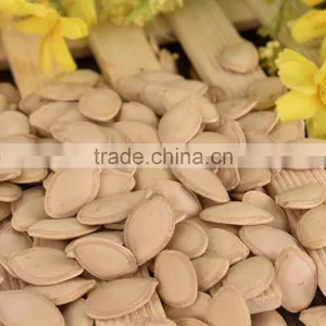 Export Shine Skin Pumpkin Seeds 2015 New Crop thumbnail-6