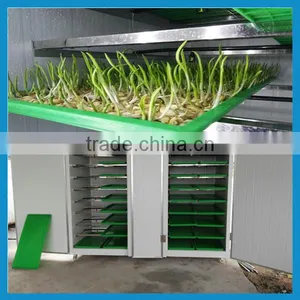 Garlic Sprout Machine/ Garlic Sprouts Growing Machine thumbnail-2