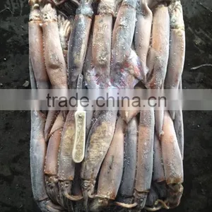 Frozen Illex Argentinus Squid for Sale thumbnail-1