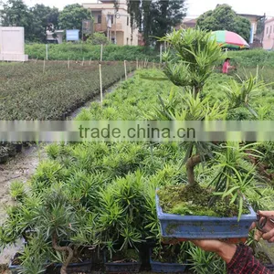 Podocarpus Outdoor Bonsai Export Wholesale thumbnail-1