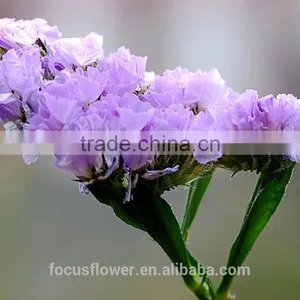 Factory Directly Sale Flower Bouquet Holder Statice Popular Fresh Flower for Anniversary thumbnail-4