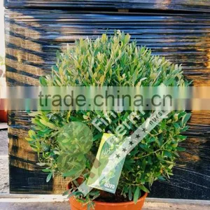 Olive Tree - Olea Europaea "Ball" in a Deco Pot thumbnail-2