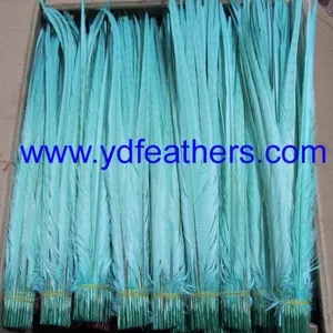 High Quality Ringneck Tail Feather thumbnail-3
