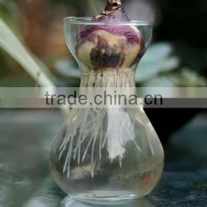 Glass Flower Pot Hydroponices Flower Pot Hydroponices Plant Holder thumbnail-1