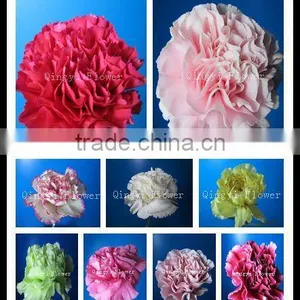 Exporters of Good Quality Fresh Cut Flowres Carnations in Bulk From Qingyi thumbnail-1