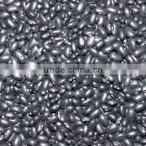 Black Kidney Beans thumbnail-1