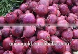 Hot Sell Fresh Purple Red Yellow Onion in Bulk thumbnail-1