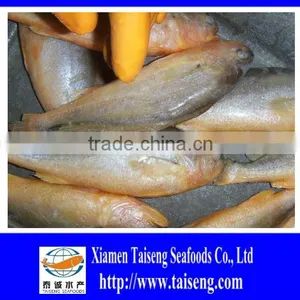 Frozen Big Size Farm Raised Yellow Croaker thumbnail-3
