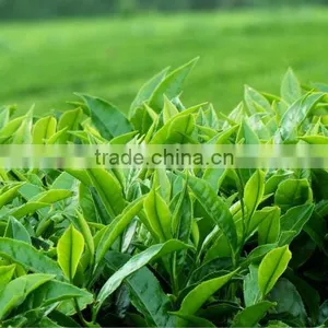 Vietnam Green Tea thumbnail-1