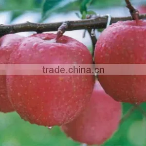 RED DELICIOUS APPLE thumbnail-1
