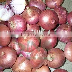 Red Onion thumbnail-1