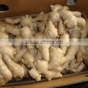New Crop Ginger Root Ginger for Sale With Good Quality thumbnail-3