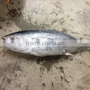 High Quality Seafood Frozen Fish Pacific Bonito Size thumbnail-1