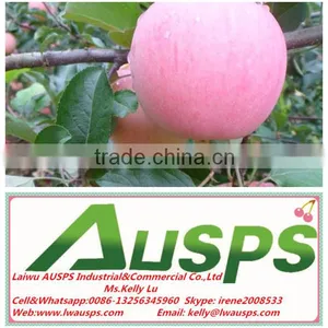 Fuji Apple Exporter in China thumbnail-1