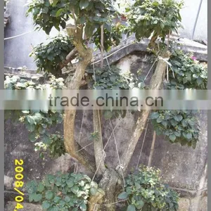 Bougainvillea Glabra Live Plants Live Bonsai thumbnail-5