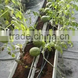 Hydroponic Gully for Large Crops thumbnail-4