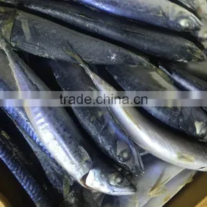 Frozen Pacific Mackerel Atlantic Mackerel for Canning Canned Food thumbnail-4